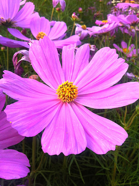 beautiful blooming zinnia flower garden.jpg