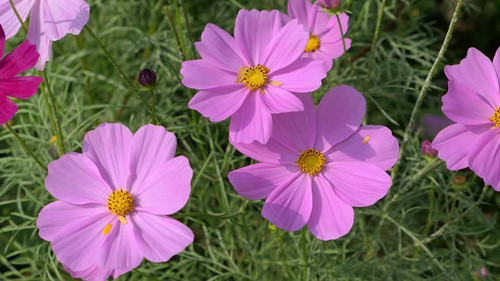 top view blooming galsang flowers on the field.jpg