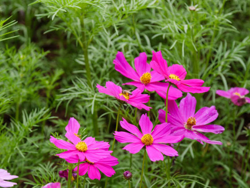 The field of fresh and natural colorful cosmos flower, flower meadows.jpg