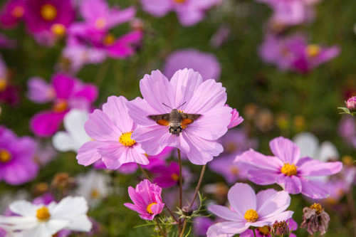 Vintage Pink Cosmos flowers with sky.jpg