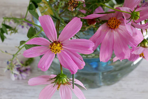 still life with pink flowers in plastic pot.jpg