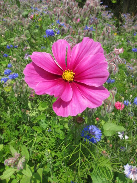 Field of flowers.jpg