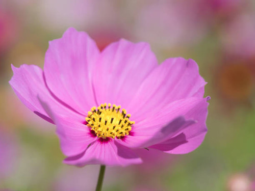 Cosmos flower.jpg