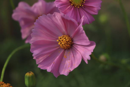 Cosmos flowers in nature, sweet background, blurry flower background, l.jpg
