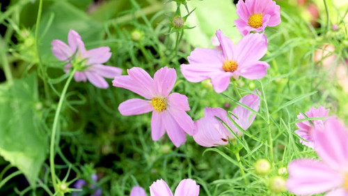 Vibrant cosmos flowers in a lush garden.jpg