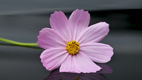 cosmos flowers on black background.jpg