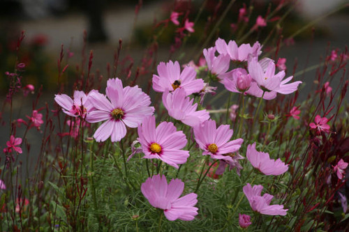 Magic pink cosmos flowers in garden..jpg