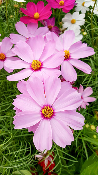 Cosmos flowers blooming in the garden.jpg