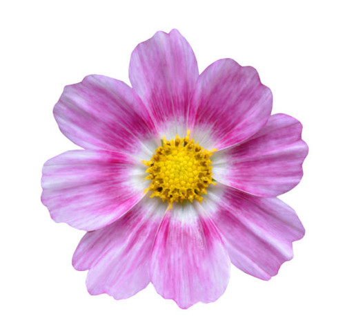 cosmos flower isolated on white background.jpg