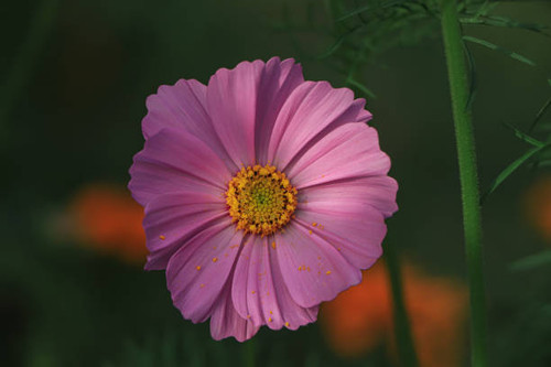Cosmos flowers in nature, sweet background, blurry flower background, light pink and deep pink cosmo.jpg