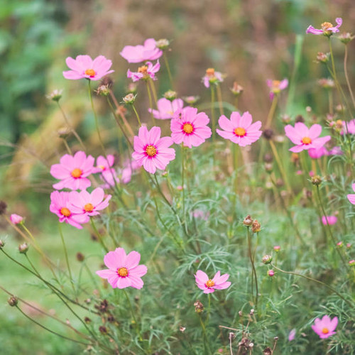 Cosmos flower. Soft focus on pink cosmos flowers in outdoor garden, natural light. Vintage filter..jpg