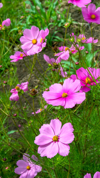 Group of garden cosmos flowers from the top. photographed at the Andean mountains of central COlombi.jpg