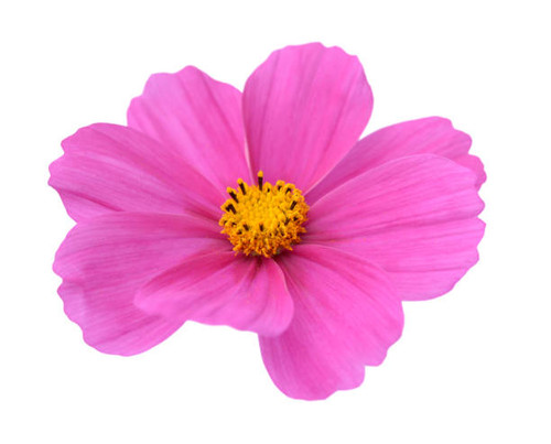 Beautiful pink Cosmos Flower isolated on white.jpg
