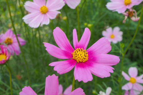 Cosmos flower in close up garden. Cosmos flower is an ornamental plant..jpg