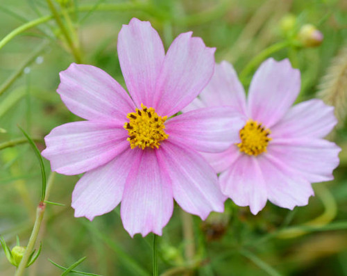 Cosmos Garden.jpg