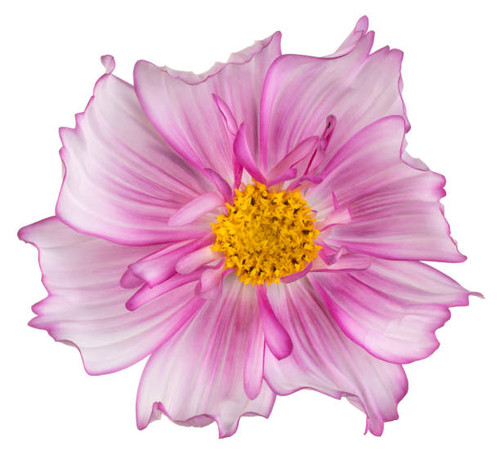 Studio Shot of Magenta Colored Cosmos Flower Isolated on White Background. Large Depth of Field (DOF.jpg