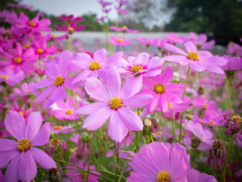 Cosmos flower with blurred background. blooming pink flower..jpg