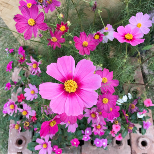 cosmos flowers nature vintage tone background and wallpaper.jpg