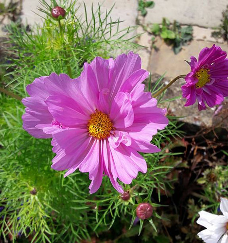 Purple Cosmos flower in the garden.jpg