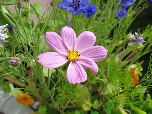 Edible flowers in flowerpot on balcony - Essbare Bl?ten im Blumentopf auf dem Balkon.jpg