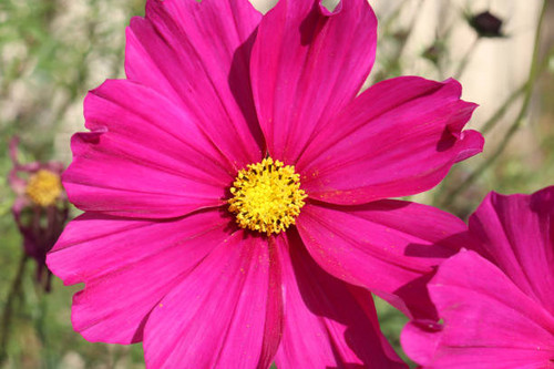 pink cosmos flowers in garden.jpg