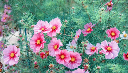 Decorative Pink Garden Flower Cosmos, Cosmos Bipinnatus, Cosmea Bipinnata, Bidens Formosa. Mexican A.jpg