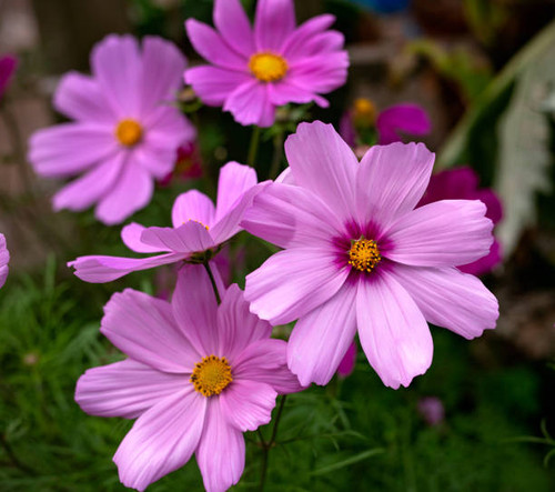 cosmos patio mix flowers in summer cottage garden..jpg