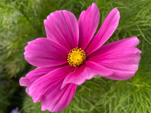 Cosmos in the garden..jpg