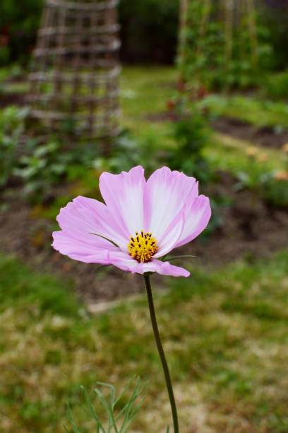Single Cosmos Peppermint Rock flower with pink and white petals, growing in an allotment garden.jpg