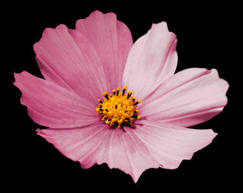 Pink  flower daisy black isolated  background  with  clipping path.  No shadows. Closeup.   Nature..jpg