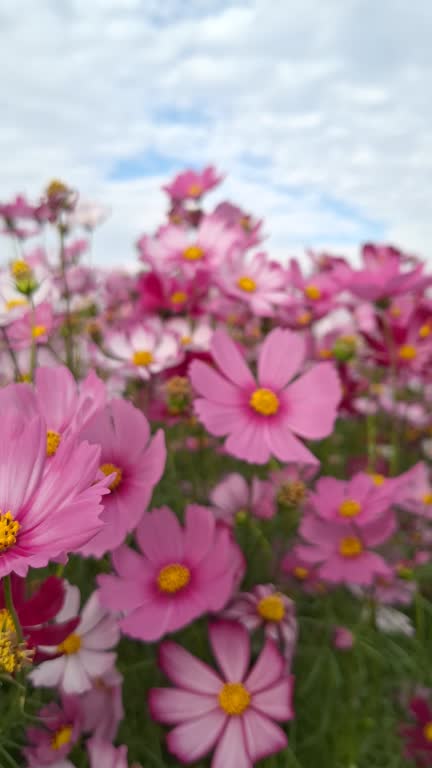 Cosmos flowers swaying in the evening against a backdrop of sunlight and a blue sky..jpg