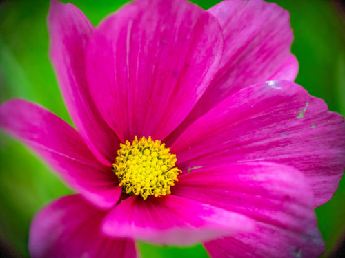 Cosmos pink garden flower closeup view.jpg