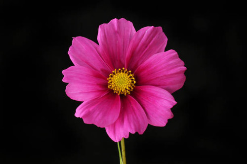 Purple cosmos flower isolated against black.jpg
