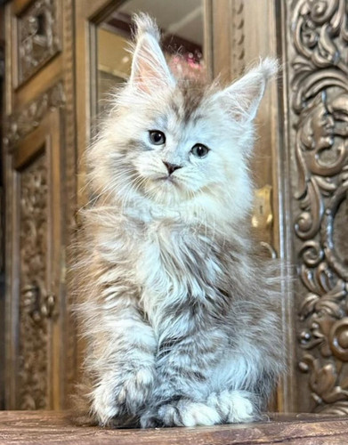 649560656 122096086731119052 8845715374017791400 n.jpg