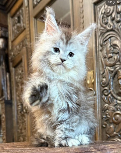 649543513 122096086803119052 5343970357331808096 n.jpg