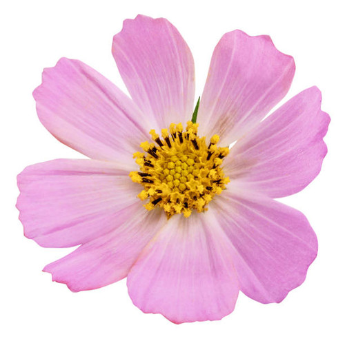 Pink daisy flower isolated on white background with clipping path.jpg
