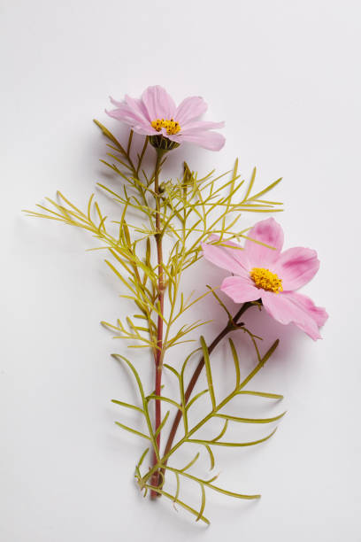 Pink flowers on white background with copy space.jpg