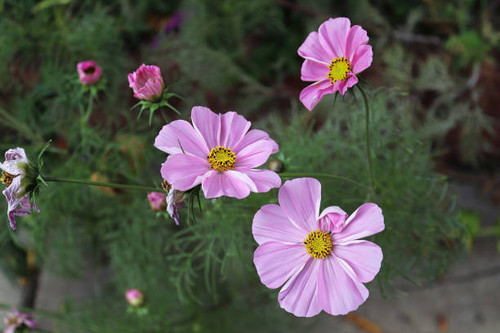 Pink cosmos flowers growing in a flower garden..jpg