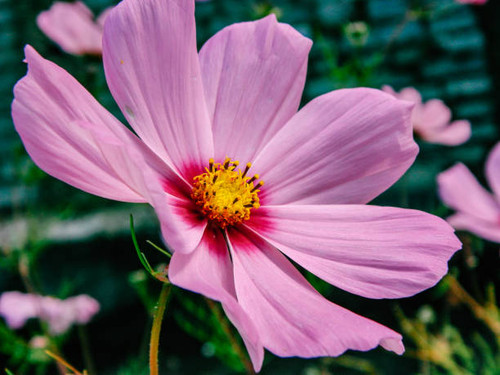 this is a photo of Pink flower in a garden in Srinagar,India.jpg