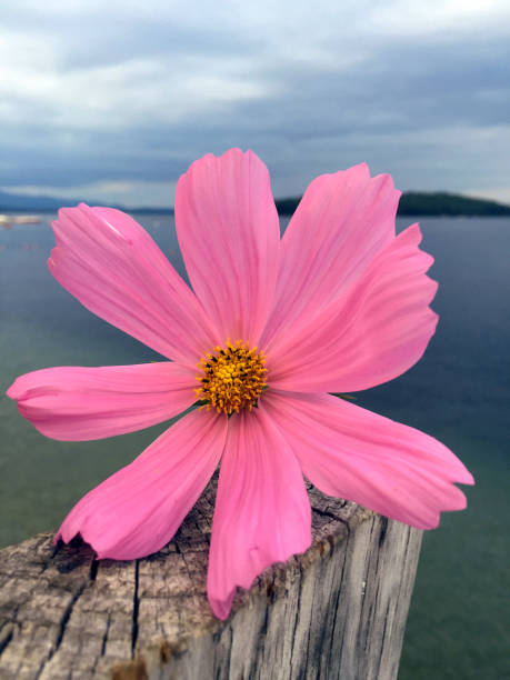 Cut flower on wood post along lakeshore in summertime.jpg