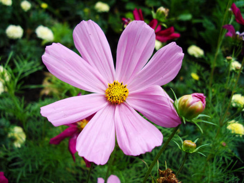 Pink flower cosmos bipinnatus..jpg