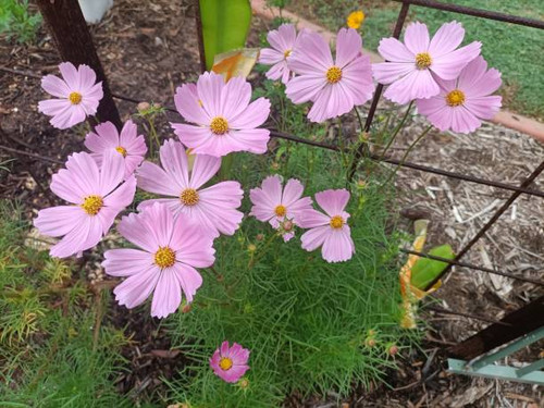 Pink daisy bush with bright green leaf.jpg