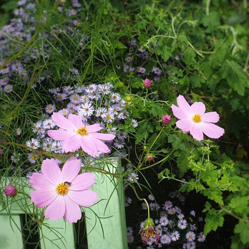 Pink cosmos flowers and wild chrysanthemums on autumn days..jpg