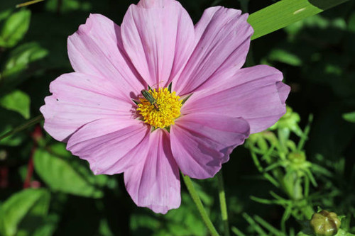 Pink cosmos, Cosmos bipinnatus of unknown variety, flower in close up with a female thick legged bee.jpg