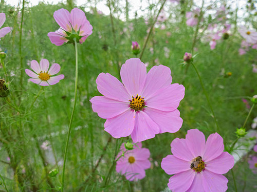 Photographed with mobile phone. Pink flowers..jpg