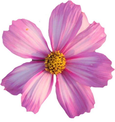 pink flowers pink cosmos flowers flower field.jpg