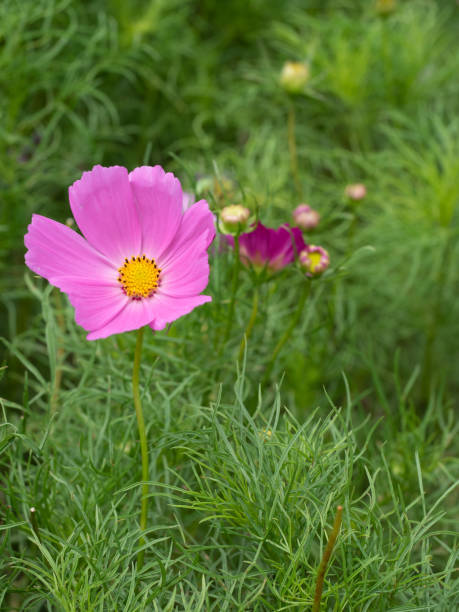 Pink cosmos flower with blur background.jpg