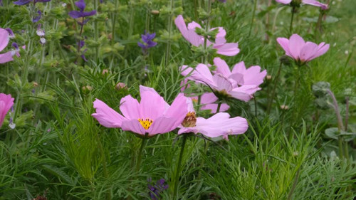 Pink Garden Cosmos Plant close up. Nature defocused background. Macro selective focus. Mexican Aster.jpg