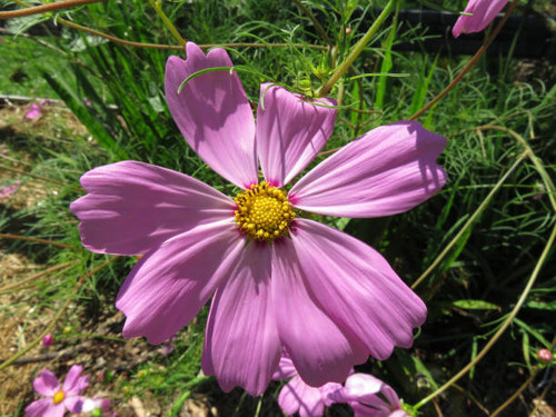 Photo of pink cosmos flower in summer in september..jpg