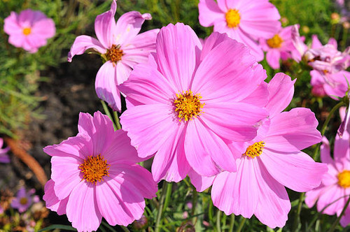 Pink of many small flower, look like stars.jpg